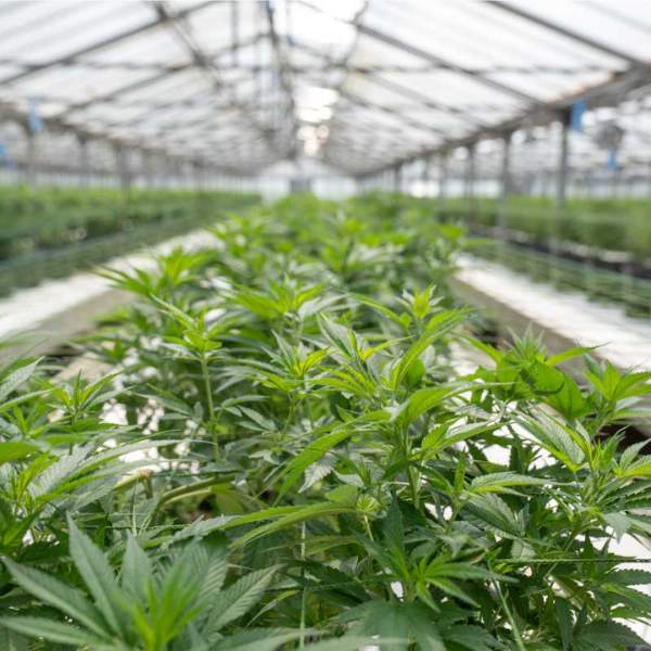 cannabis-cultivation