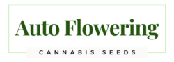 autoflowering cannabis Seeds