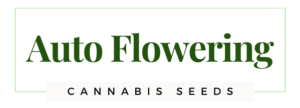 autoflowering cannabis Seeds