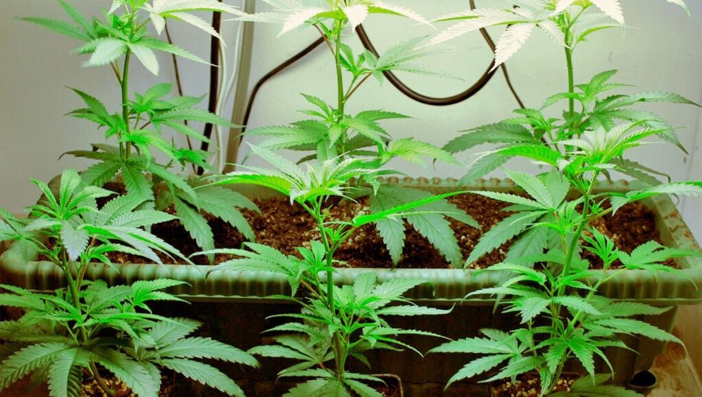 cloning autoflower cannabis seeds